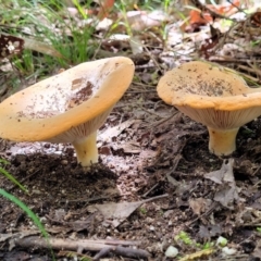 zz agaric (stem; gills white/cream) at Paddys River, ACT - 13 Feb 2022 by tpreston