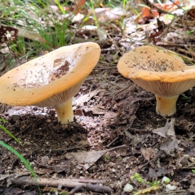 zz agaric (stem; gills white/cream) at Paddys River, ACT - 13 Feb 2022 by trevorpreston