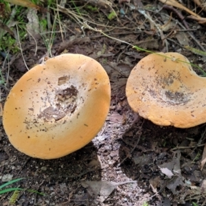 zz agaric (stem; gills white/cream) at Paddys River, ACT - 13 Feb 2022