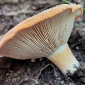 zz agaric (stem; gills white/cream) at Paddys River, ACT - 13 Feb 2022