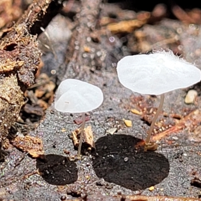 Unverified Cap on a stem; none of the above at Paddys River, ACT - 13 Feb 2022 by trevorpreston