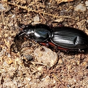 Eurylychnus blagravei at Paddys River, ACT - 13 Feb 2022