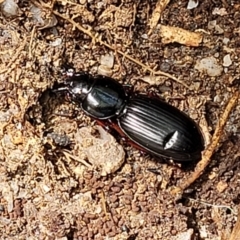 Eurylychnus blagravei at Paddys River, ACT - 13 Feb 2022