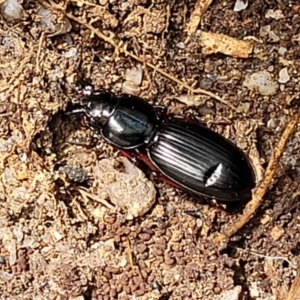 Eurylychnus blagravei at Paddys River, ACT - 13 Feb 2022