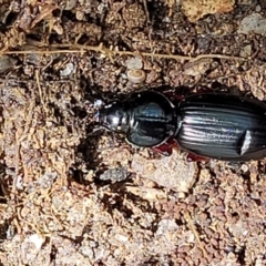 Eurylychnus blagravei at Paddys River, ACT - 13 Feb 2022