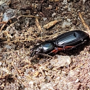 Eurylychnus blagravei at Paddys River, ACT - 13 Feb 2022