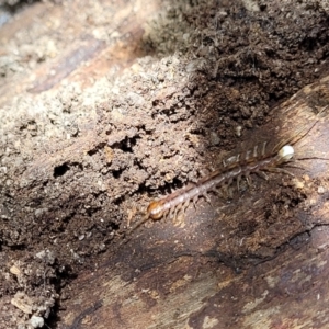 Lithobiomorpha (order) at Paddys River, ACT - 13 Feb 2022