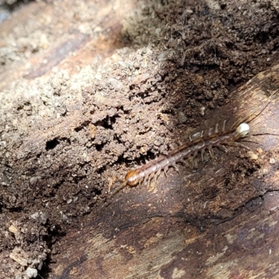 Lithobiomorpha (order) (Unidentified stone centipede) at Paddys River, ACT - 13 Feb 2022 by tpreston