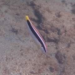 Coris picta (Comb Wrasse) at Jervis Bay, JBT - 10 Feb 2022 by AnneG1