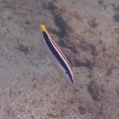 Coris picta (Comb Wrasse) at Jervis Bay, JBT - 10 Feb 2022 by AnneG1