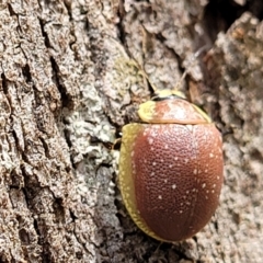 Paropsis bella (Beautiful Leaf Beetle) at Paddys River, ACT - 13 Feb 2022 by tpreston