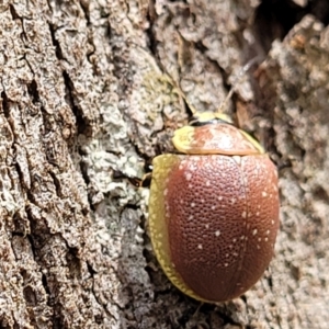 Paropsis bella at suppressed - 13 Feb 2022