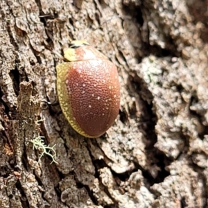 Paropsis bella at suppressed - 13 Feb 2022