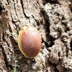 Paropsis bella at suppressed - 13 Feb 2022