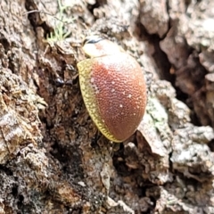 Paropsis bella at suppressed - 13 Feb 2022