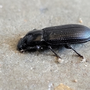 Zophophilus sp. (genus) at Holt, ACT - suppressed