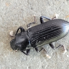 Zophophilus sp. (genus) at Holt, ACT - suppressed