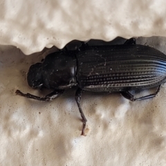 Zophophilus sp. (genus) at Holt, ACT - suppressed