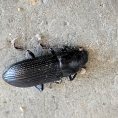 Zophophilus sp. (genus) at Holt, ACT - suppressed