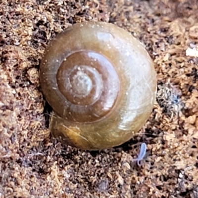 Oxychilus cellarius (Cellar Snail) at Holt, ACT - 11 Feb 2022 by trevorpreston