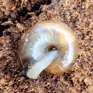 Oxychilus cellarius at Holt, ACT - suppressed