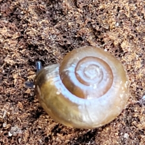 Oxychilus cellarius at Holt, ACT - suppressed