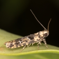Ardozyga sodalisella (A Gelechioid moth) at Melba, ACT - 21 Dec 2021 by kasiaaus