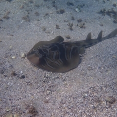 Trygonorrhina fasciata (Eastern Fiddler Ray) at Jervis Bay, JBT - 9 Feb 2022 by AnneG1