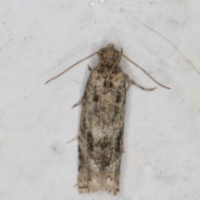 Olethreutinae (subfamily) (Unidentified leaf roller) at Melba, ACT - 21 Dec 2021 by kasiaaus