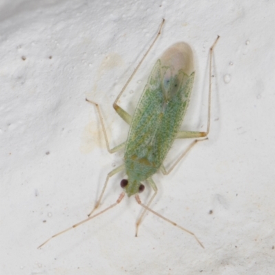 Miridae (family) (Unidentified plant bug) at Melba, ACT - 21 Dec 2021 by kasiaaus