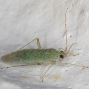 Miridae (family) at Melba, ACT - 21 Dec 2021