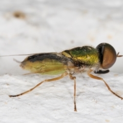 Odontomyia decipiens (Green Soldier Fly) at Melba, ACT - 22 Dec 2021 by kasiaaus