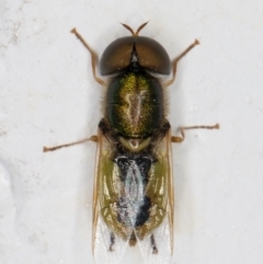 Odontomyia decipiens at Melba, ACT - 22 Dec 2021 09:18 PM