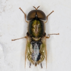 Odontomyia decipiens at Melba, ACT - 22 Dec 2021 09:18 PM