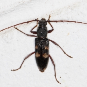 Phoracantha punctata at Melba, ACT - 22 Dec 2021