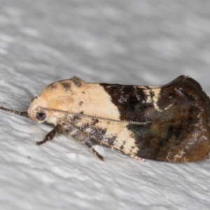 Hypertropha chlaenota at Melba, ACT - 22 Dec 2021 09:24 PM