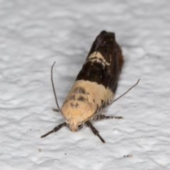 Hypertropha chlaenota at Melba, ACT - 22 Dec 2021 09:24 PM