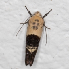 Hypertropha chlaenota at Melba, ACT - 22 Dec 2021 09:24 PM