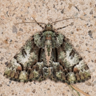 Aeolochroma metarhodata (Tea-tree Emerald (Geometrinae)) at Melba, ACT - 22 Dec 2021 by kasiaaus