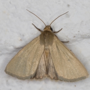 Heliocheilus moribunda at Melba, ACT - 22 Dec 2021