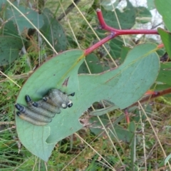 Pergidae sp. (family) (Unidentified Sawfly) at Cotter River, ACT - 11 Feb 2022 by GirtsO