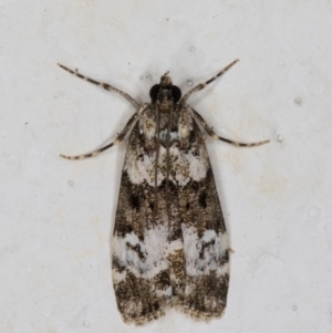 Eudonia protorthra at Melba, ACT - 22 Dec 2021 10:08 PM