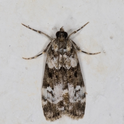 Eudonia protorthra (A Scopariine moth) at Melba, ACT - 22 Dec 2021 by kasiaaus