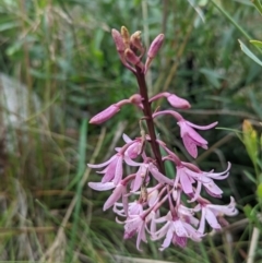 Dipodium roseum (Rosy Hyacinth Orchid) at Tennent, ACT - 13 Feb 2022 by Rebeccajgee