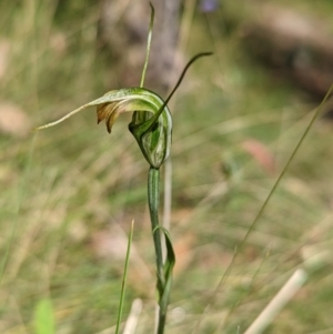 Diplodium sp. at Cotter River, ACT - 13 Feb 2022