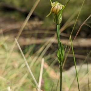 Diplodium sp. at Cotter River, ACT - 13 Feb 2022