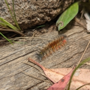 Anthela (genus) immature at Cotter River, ACT - 13 Feb 2022