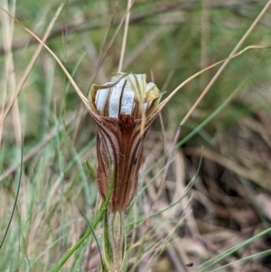 Diplodium coccinum at Cotter River, ACT - suppressed