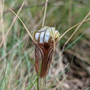 Diplodium coccinum at Cotter River, ACT - suppressed