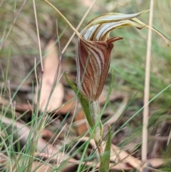 Diplodium coccinum at Cotter River, ACT - suppressed